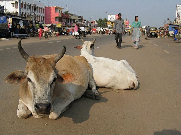 外媒曝光印度通过越南缅甸泰国等地向中国走私水牛肉