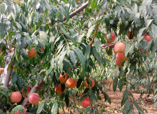 维生素c的水果排行榜_女性爱美,推荐3种食物,排毒润肤,延缓衰老,美容养颜!