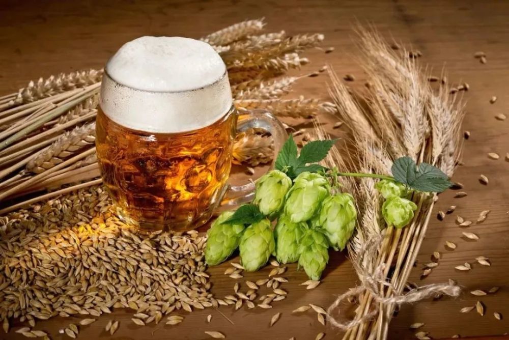 啤酒花在啤酒中的作用图片