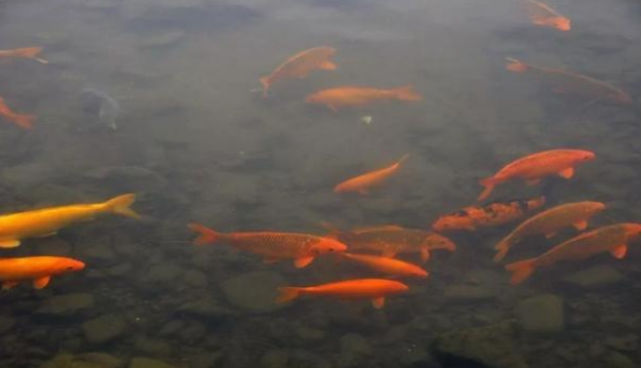 腾讯内容开放平台