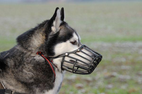 狗狗为什么要戴口罩 怎么给狗狗挑选口罩 什么时候不能使用口罩 腾讯新闻
