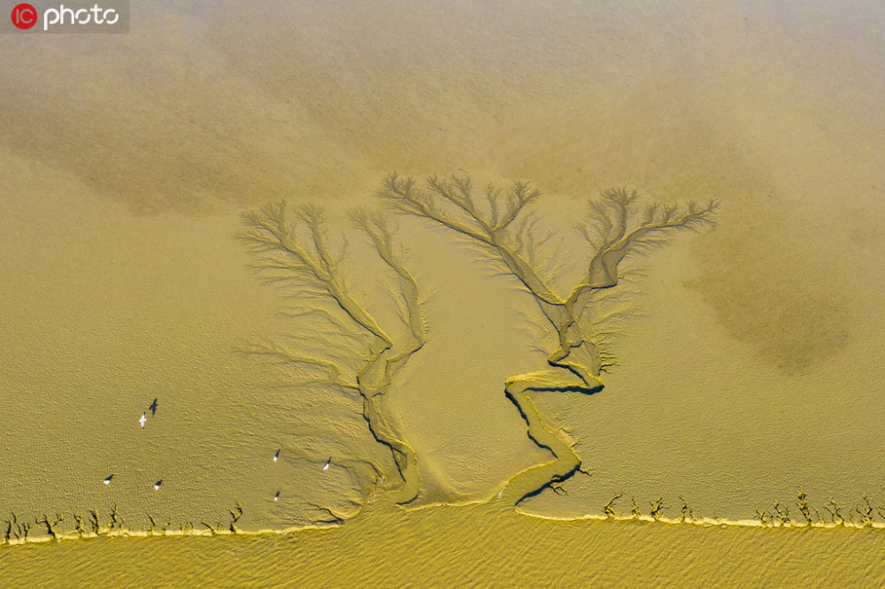 俯瞰世界自然遗产地江苏东台湿地滩涂呈现海上森林奇观