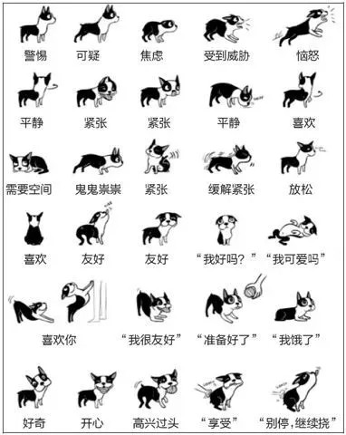 狗狗的各种动作是在跟你说话你了解吗