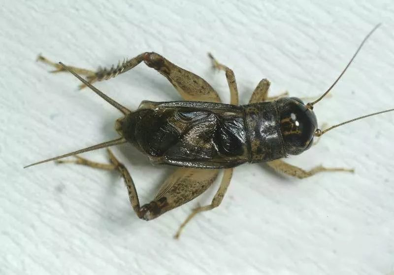 蟋蟀鉴赏极品红牙紫大翅