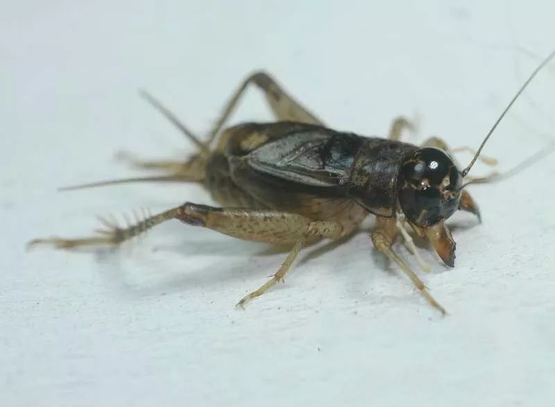 蟋蟀鉴赏极品红牙紫大翅