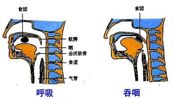 我们人体的气管与食管是两个毗邻的邻居,各司其职,一个负责呼吸(气管)