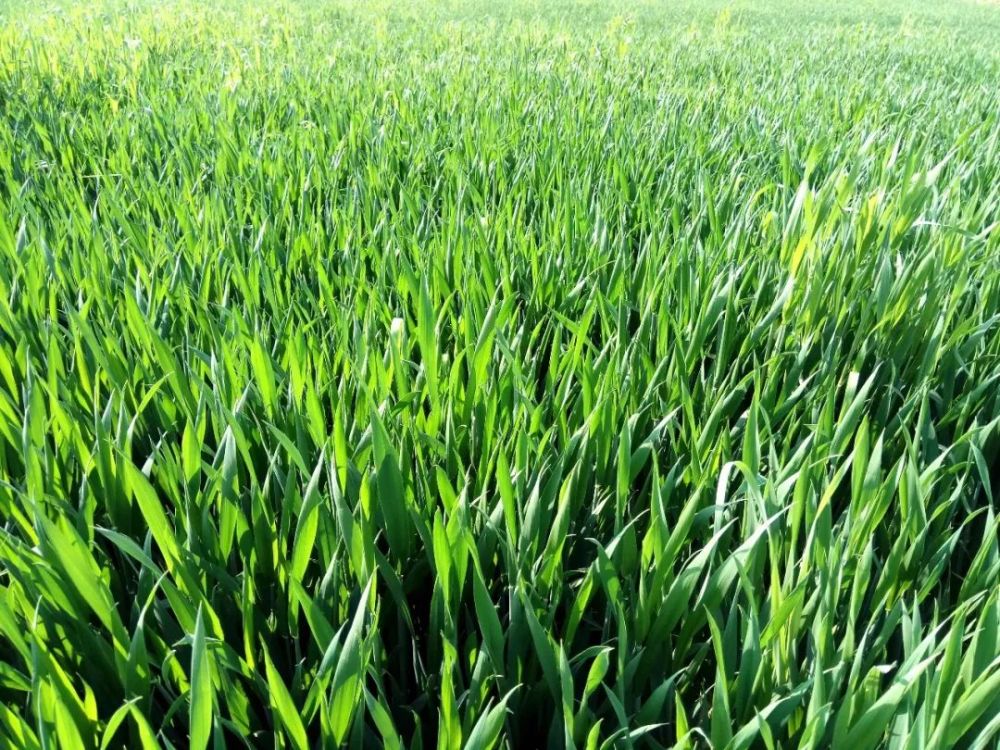 提醒小麦冬季旺长最好别用控旺剂怎么回事