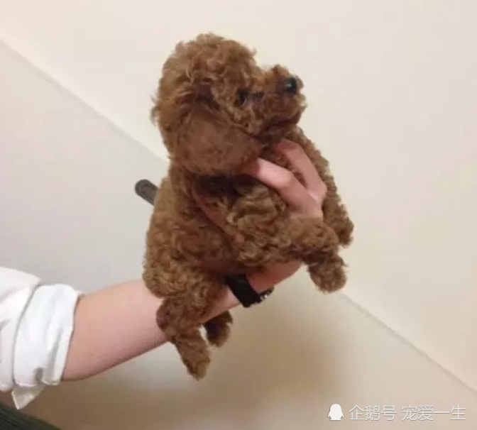 网上买了只迷你泰迪 养了几个月后 看到这模样 打电话维权 腾讯新闻