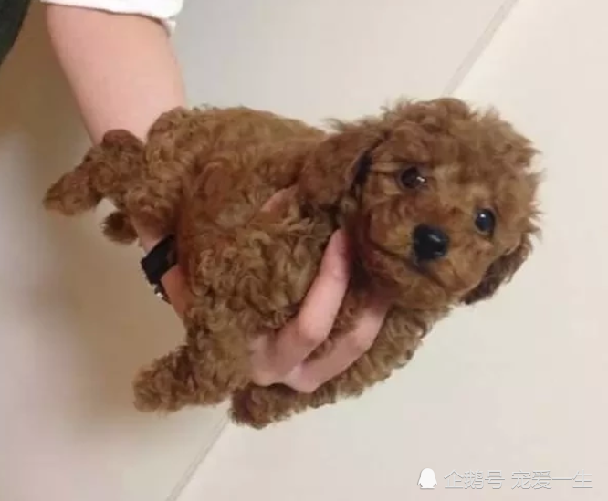 网上买了只迷你泰迪 养了几个月后 看到这模样 打电话维权 腾讯新闻