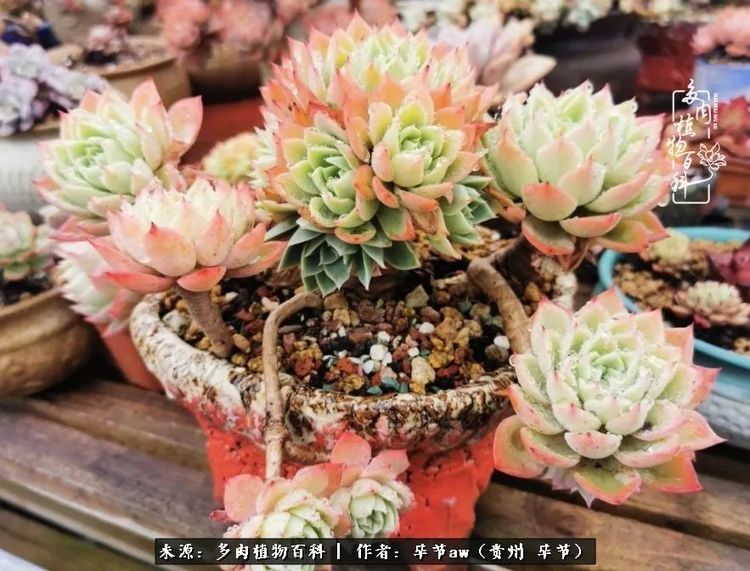 有多少次的会心一笑 全因多肉 那是一种心间流出的甜 腾讯新闻