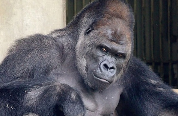 日本大猩猩越来越像人面容姣好吸引大批女游客这是物种进化
