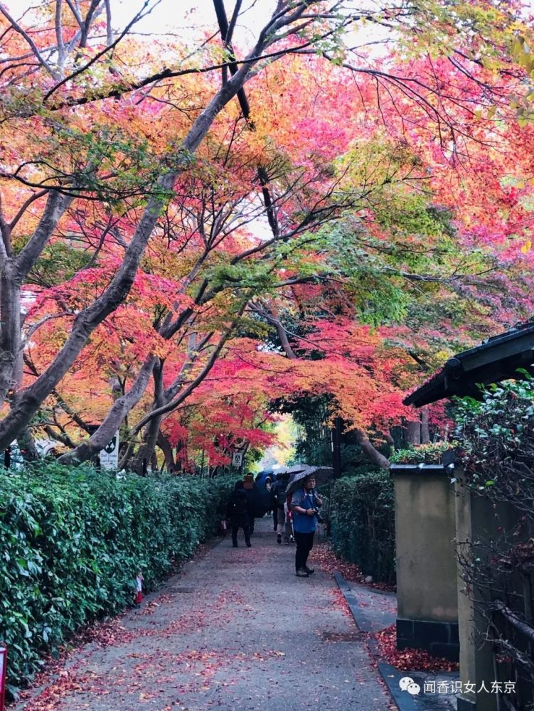 京都长寂光寺赏红叶看多宝塔 如果能登上坡就能看多姿多彩的红叶 腾讯新闻