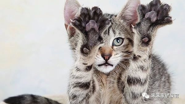 抓了怎么办?:与其担心狂犬病,不如注意猫抓热