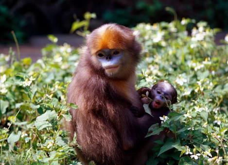 中国4大国宝级动物你都知道多少呢