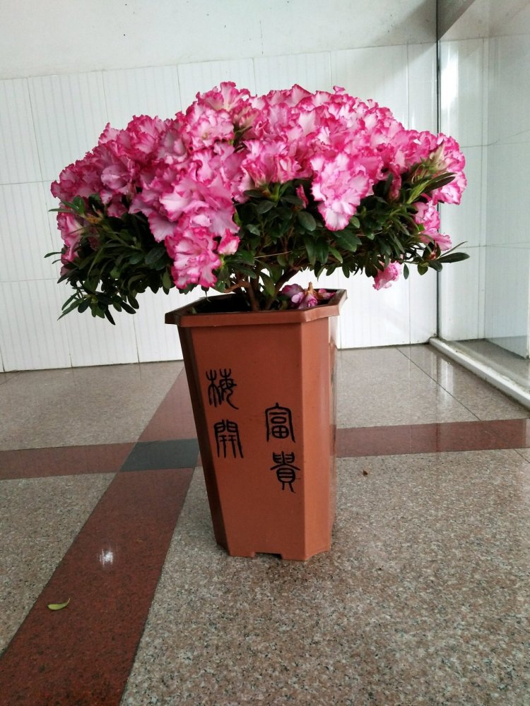 国外超流行的盆栽花 花色艳丽 多季开花 养护容易 还可做盆景 腾讯新闻