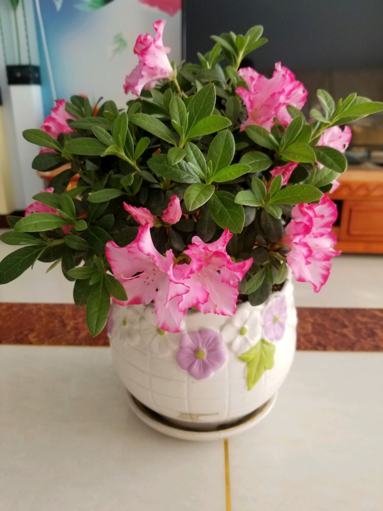 国外超流行的盆栽花 花色艳丽 多季开花 养护容易 还可做盆景 腾讯新闻