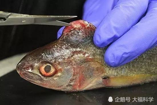 皆因日本福島核汙染?海鮮魚類輻射變異,滿口毒瘡!