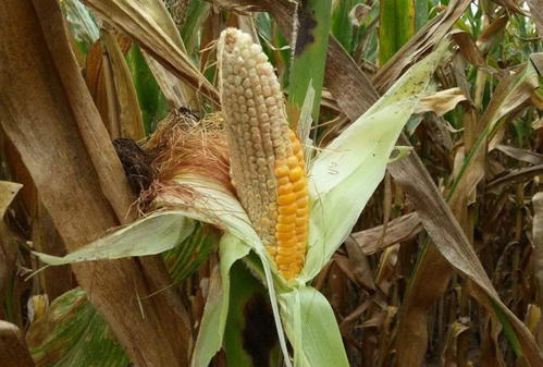 玉米秃尖了,多雨影响授粉,这几个元素缺乏也有影响,农户需提防