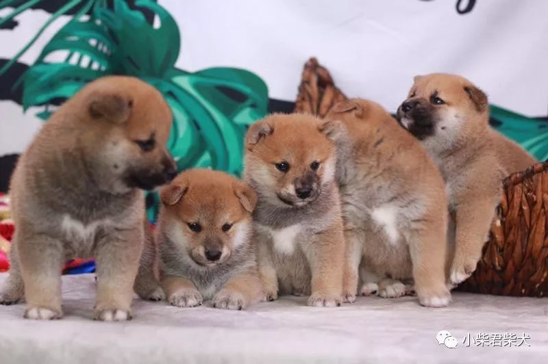 柴犬幼犬价格多少钱一只 腾讯新闻