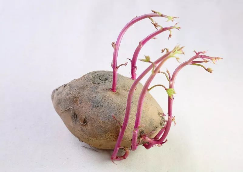 地瓜发芽 腾讯网