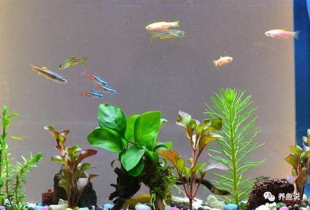 鱼缸里缺氧也能养的观赏鱼 鱼缸里缺氧有3种情况 2种处理方法 腾讯新闻