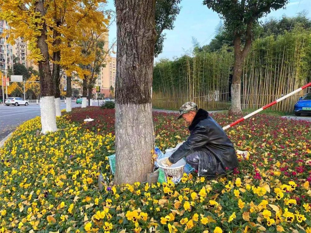 树木刷白进行时梁平园林植物穿上了防护服