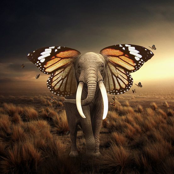 ps教程图层蒙版用不好如此为大象插上翅膀后您就熟练了