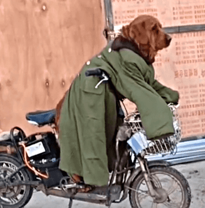 把金毛留下看车,还给它穿上军大衣,这样的铲屎官活该被网友点赞