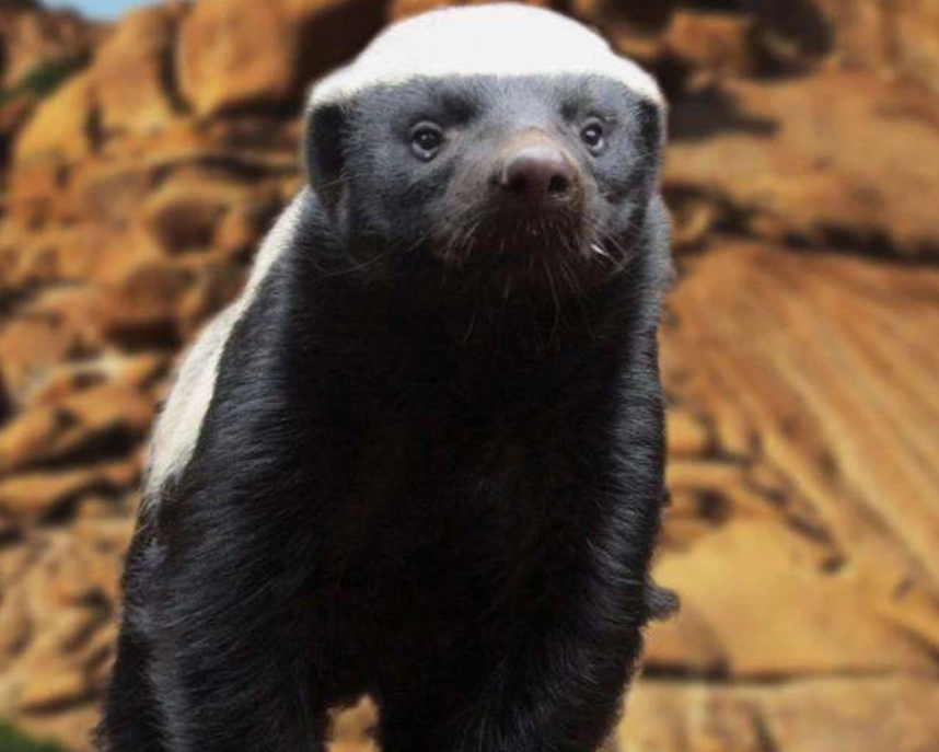 任何凶猛的野兽它们都要去攻击尝试,哪怕是面对老虎狮子,弱小的平头哥