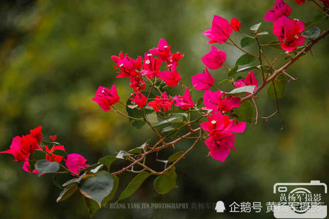 三角梅花娇艳的美丽 初冬美艳的花儿