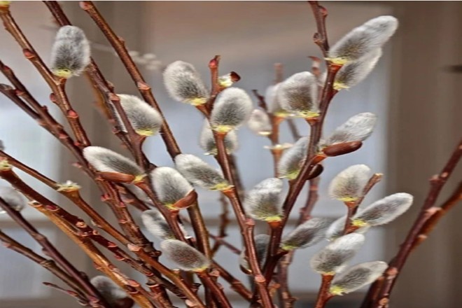 银柳的栽培种植和繁殖 腾讯新闻
