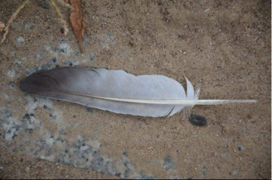 心理测试:下面哪一片羽毛最有灵气?测你的实际年龄是大是小