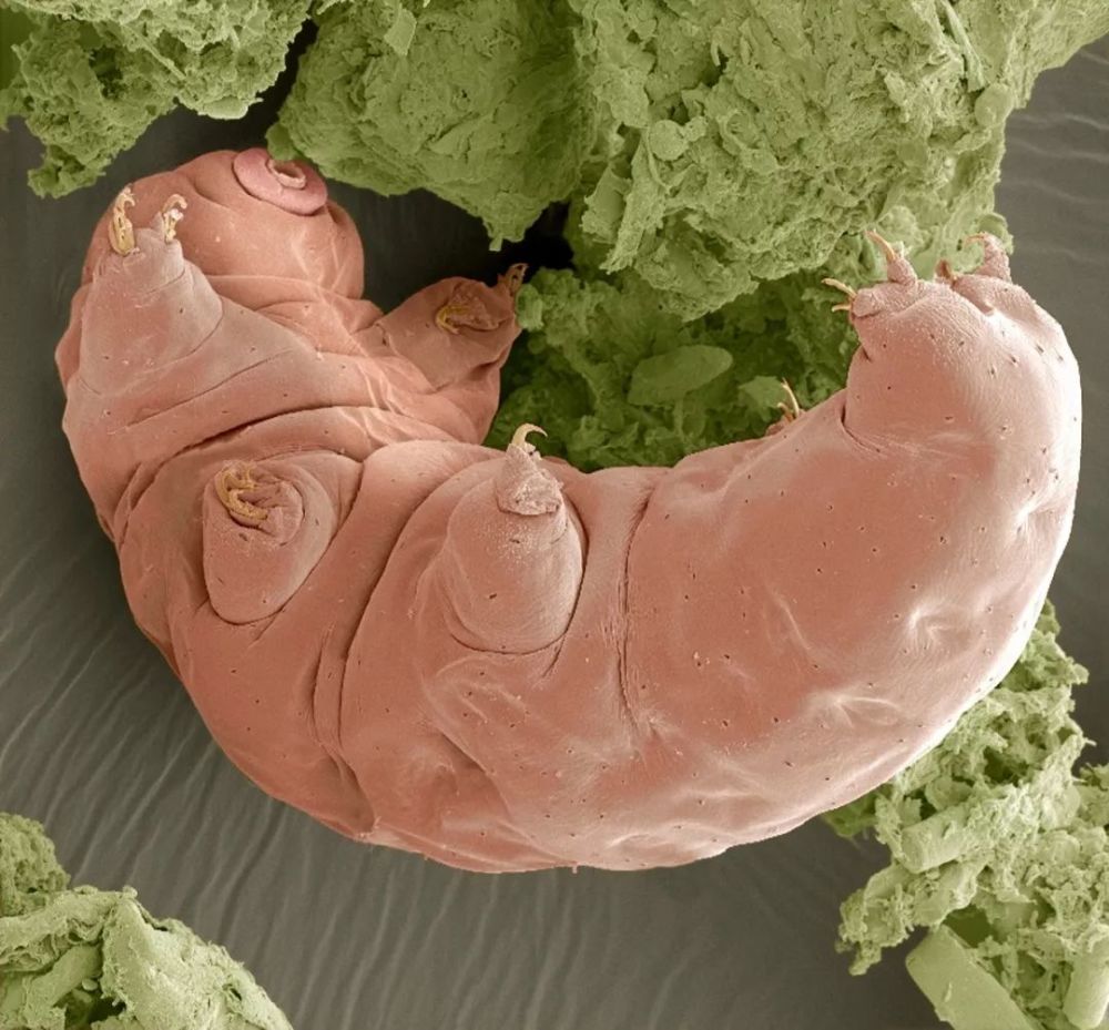 科學家通過基因分析,發現了水熊蟲抵抗輻射損傷的獨門