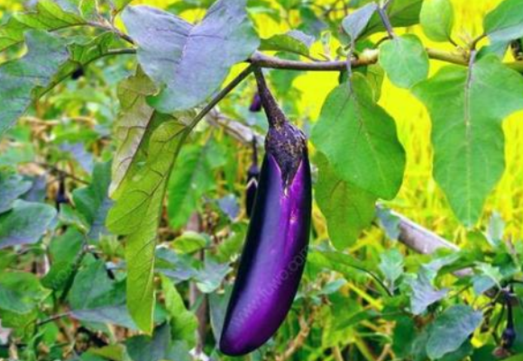 肉末拌茄子,营养蒸菜,味道清淡甜香