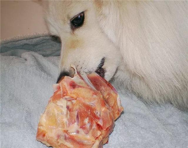 生鸡架喂狗会不会变强壮不可知 但背后的风险却是真不小 腾讯新闻