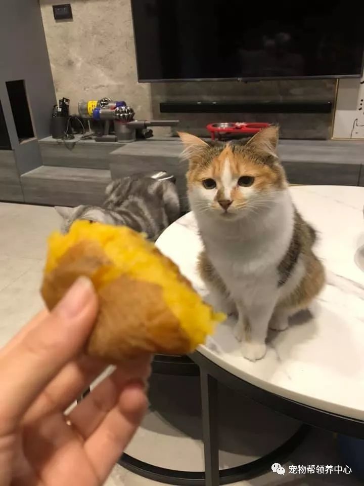 三花猫咪居然是食物神偷 连这么臭的东西也不放过 腾讯新闻