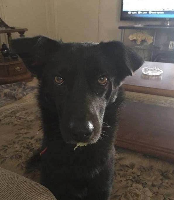 中华田园犬在美国成了万人迷,在国内却被称为"土狗"