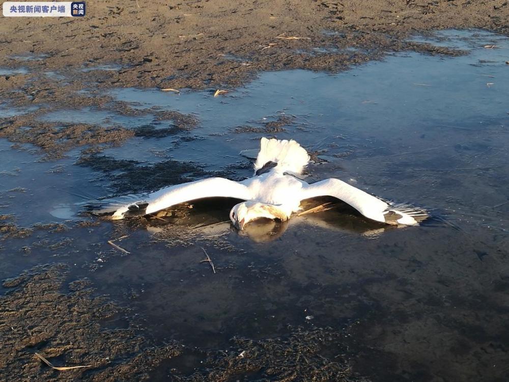 7只"鸟界国宝"东方白鹳中毒惨死,都是因为他!