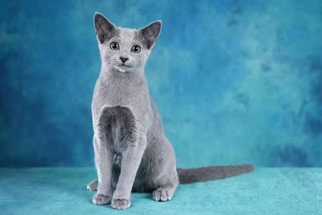 世界上最不怕冷的6种猫 雪地里都能撒欢儿 居然还有一只短毛猫 俄罗斯蓝猫 布偶猫 猫咪 缅因猫 挪威森林猫 波斯猫