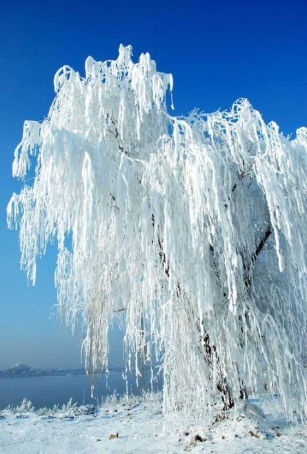 冬天的柳树冬天的诗