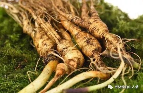 人参有哪些功效 又该怎么食用 腾讯新闻