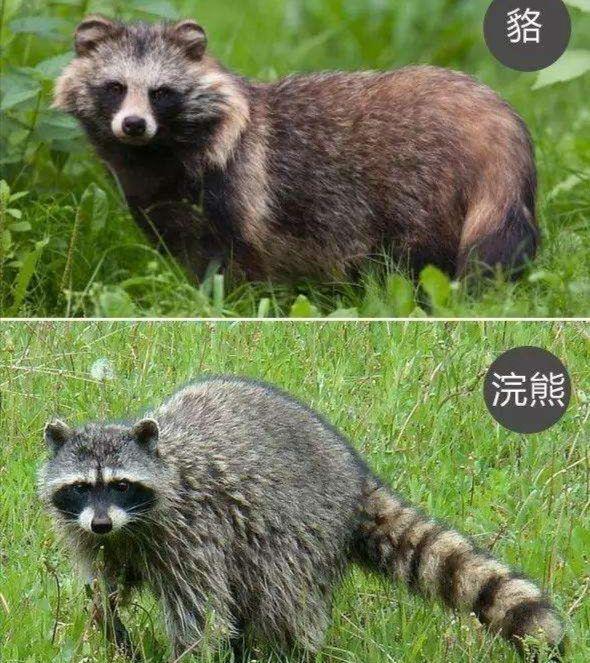 浙江安吉现浣熊狗,被认为是狗的祖先,犬科只有它冬眠,并非浣熊