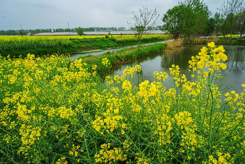 幼苗是蔬菜 种子加工成佐料 天天食用 冬季生产管理三要素 腾讯新闻