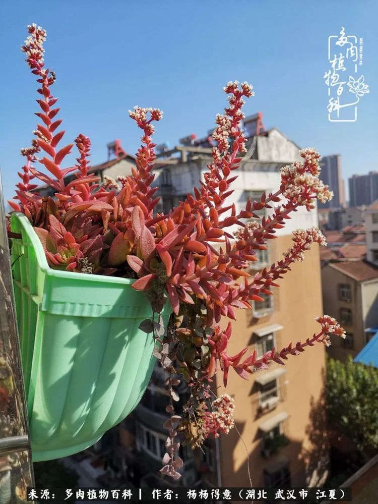 唯有多肉慰我心 睡前原谅一切 醒来不问过往 腾讯新闻