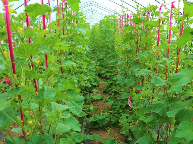 农民种植一种吊瓜10亩收入15万元种植方式值得借鉴