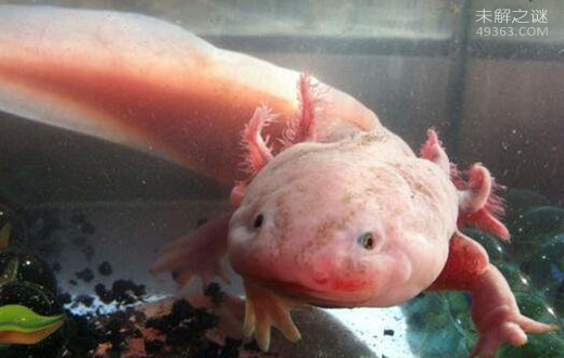 六角龙鱼怎么养 头上有犄角特好看 腾讯新闻