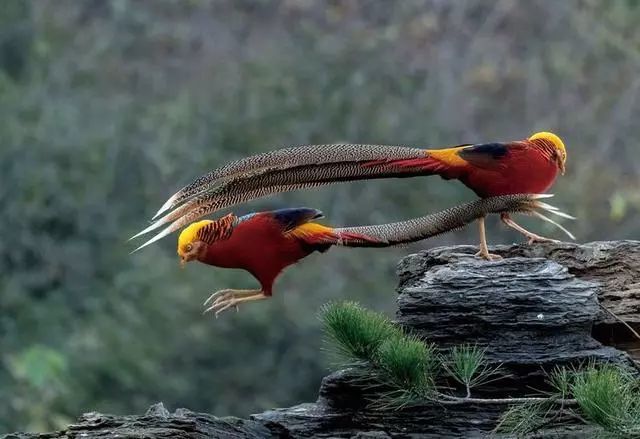 鸟类摄影:锦鸡,中国的凤凰