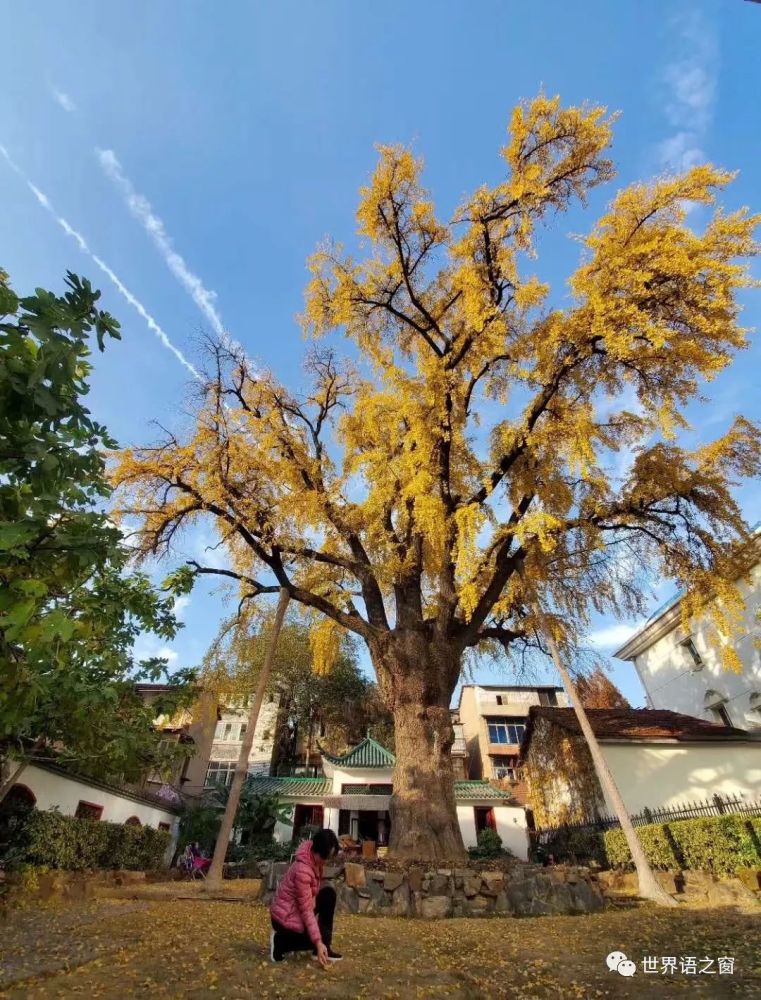 晴川历历汉阳树