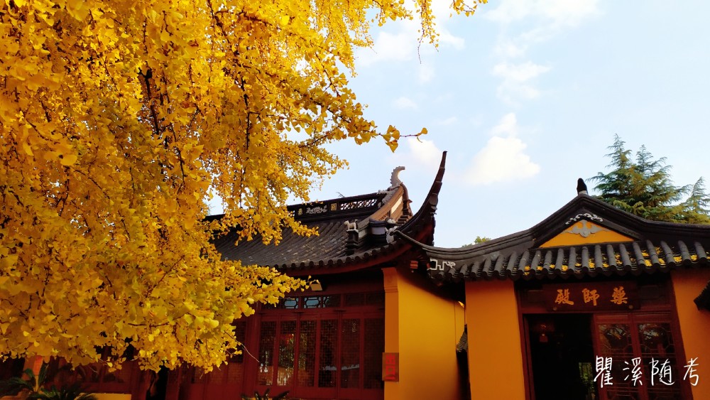 上海古镇南宋古银杏,金黄绚烂鲜为人知,却为大批摄影家的取景地