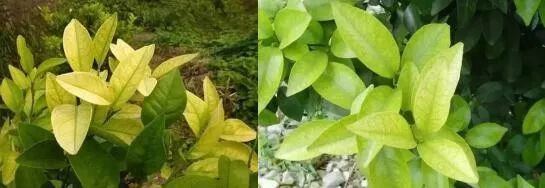 植保技術|柑橘中微量元素缺素,你知道該怎麼識別嗎?